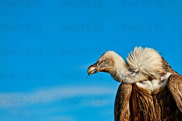 Griffon vulture