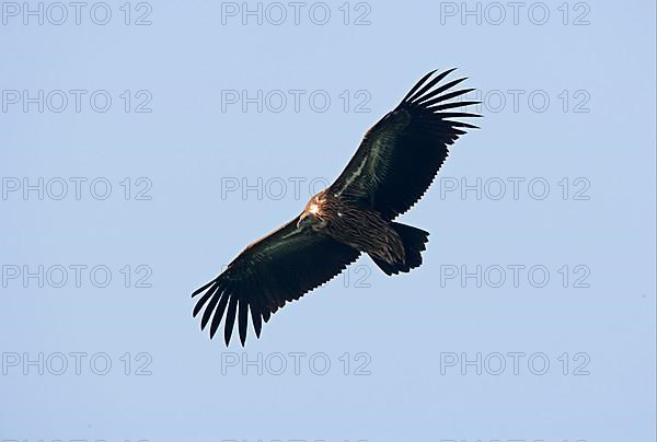 Himalayan griffon vulture