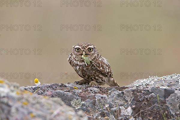 Little owl