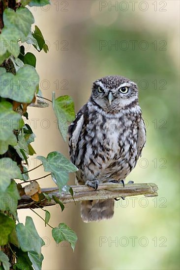 Little Owl