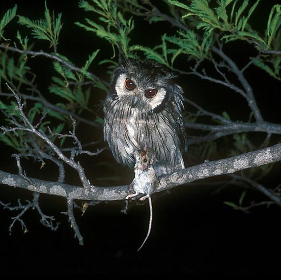 Bush Owl