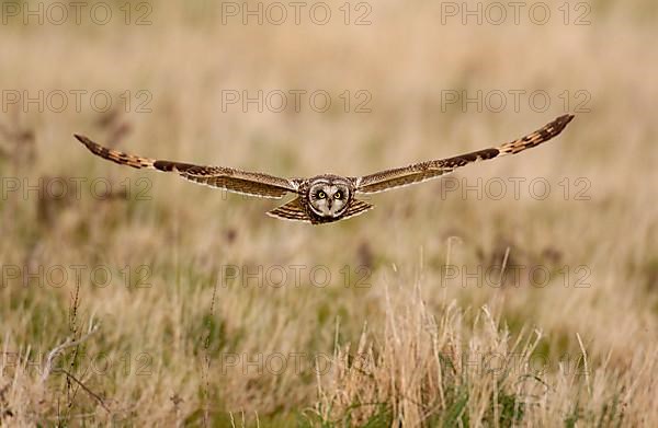 Short-eared owl