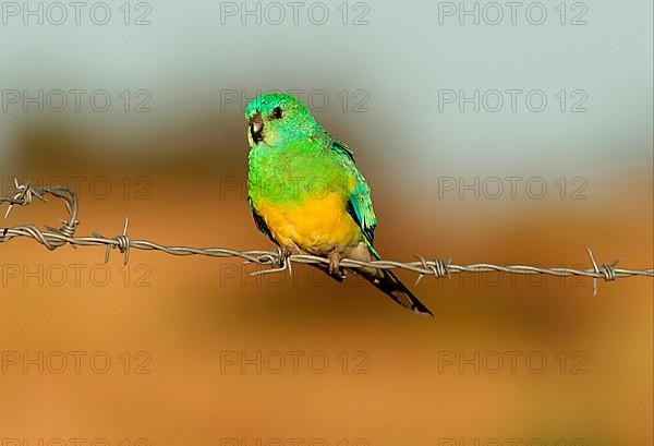 Red-rumped parrot