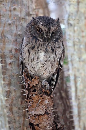 Madagascar Scops-owl