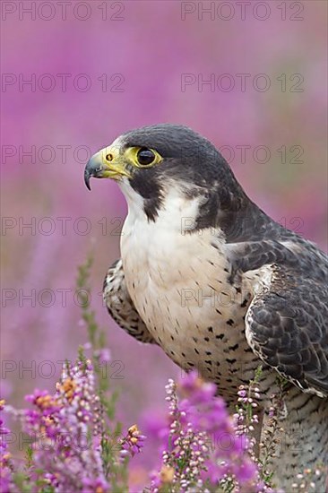 Peregrine falcon