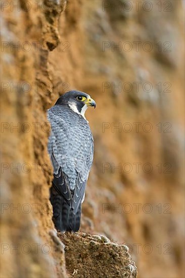 Peregrine falcon