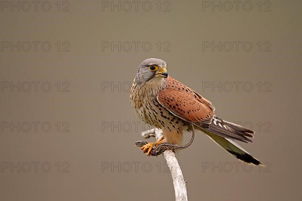 Common kestrel