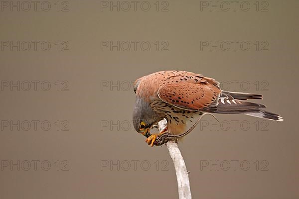 Common kestrel