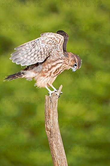 Merlin