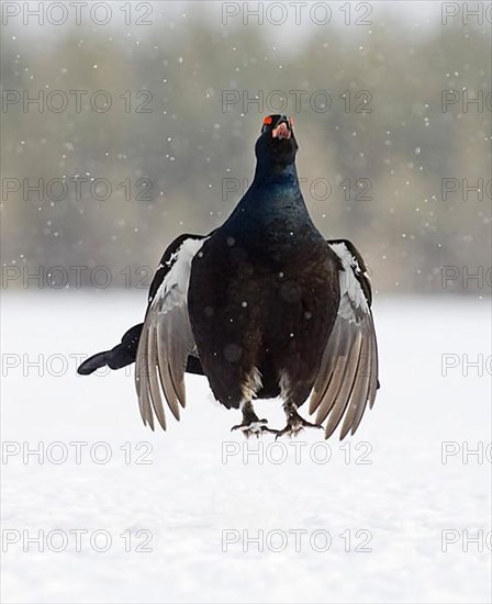 Black grouse