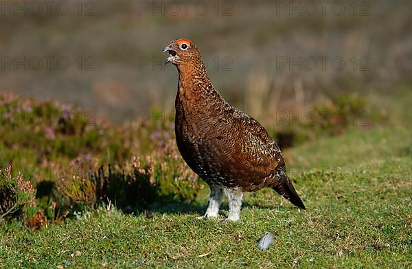 Red Grouse