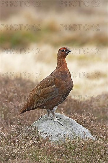 Red grouses