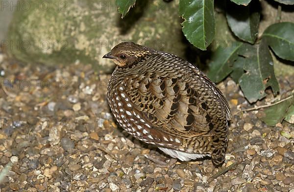 Wood Partridge