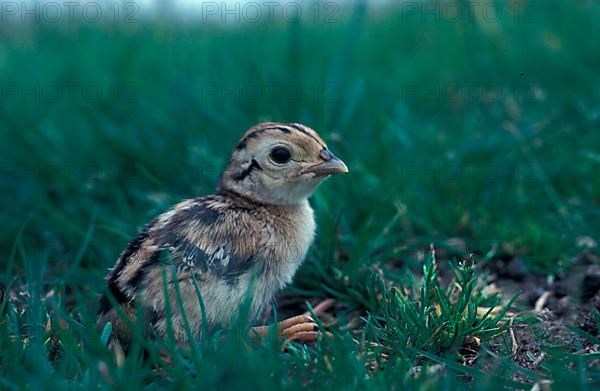 Hunting Pheasant