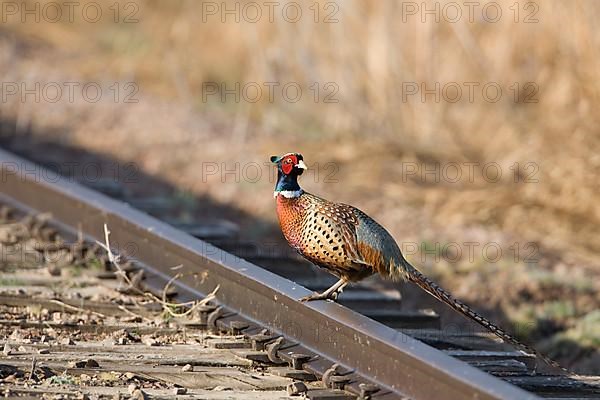 Common Pheasant