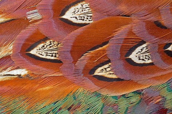 Common Pheasant