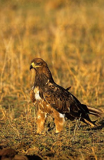 Tawny Eagle