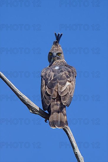 Mutable Bonelli's Eagle