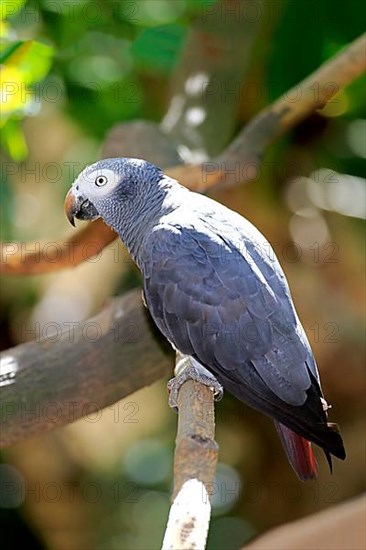 Grey Parrot