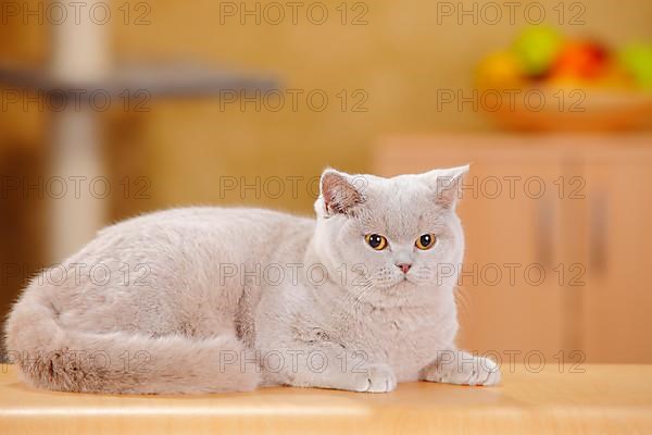 British shorthair cat