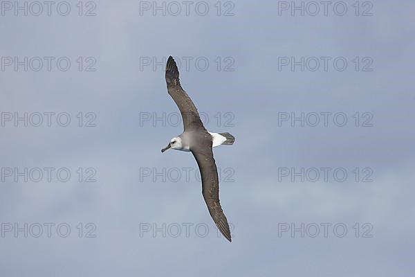 Grey-headed albatross