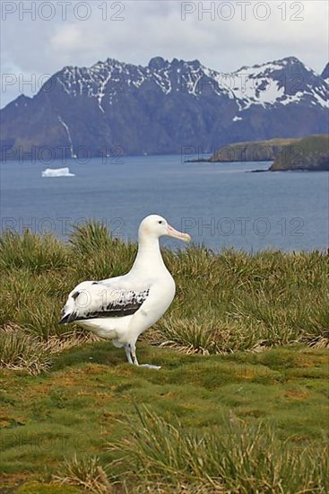 Wandering Albatross