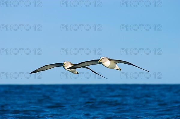 Southern Buller's Albatross