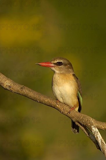 Brown-hooded Kingfisher