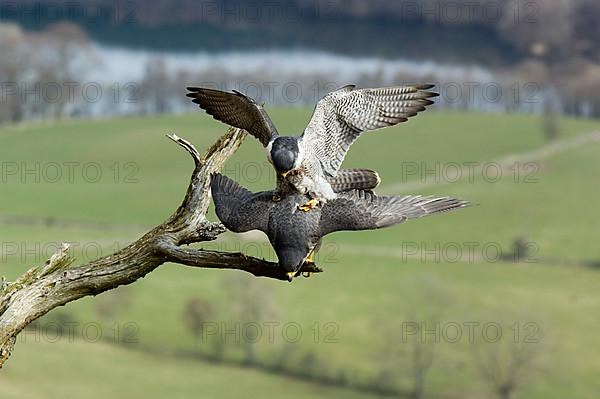 Peregrine falcon