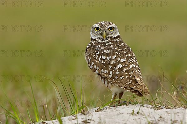 Burrowing Owl