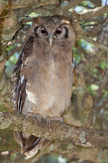 Verreaux's eagle-owls