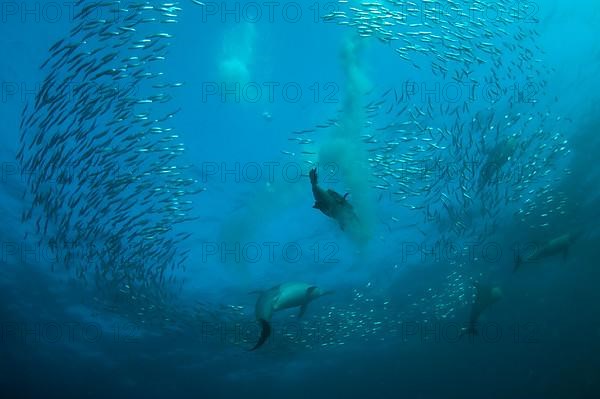 Long-snouted Common Dolphin