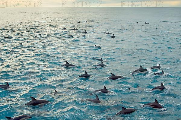 Black dolphin