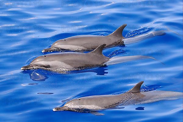 Pantropical Spotted Dolphin