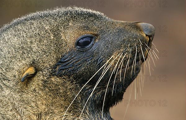 Kerguelen fur seal