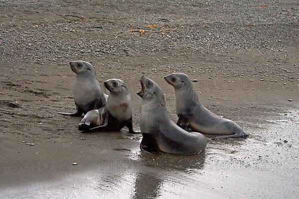 Kerguelen fur seal