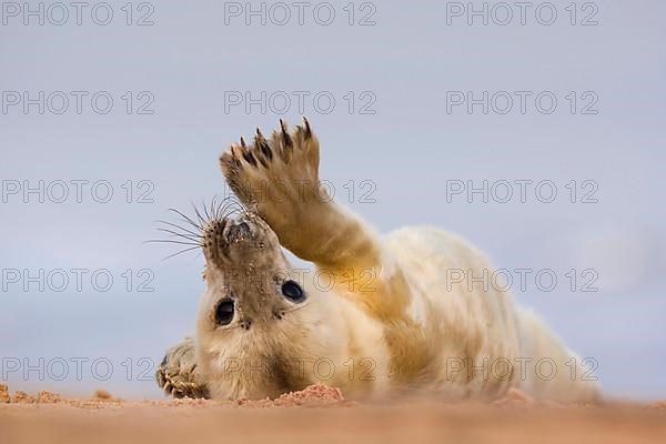 Grey seal