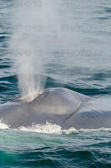 Blue whale