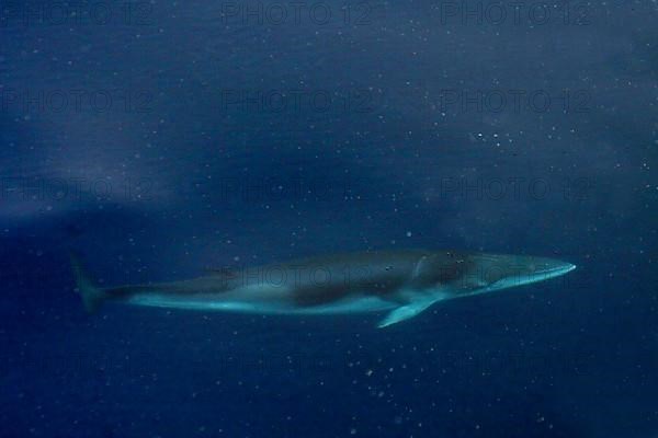 Rorqual
