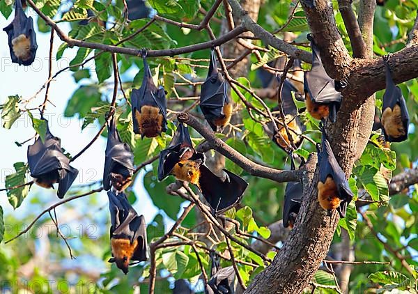 Lyle's Flying Fox