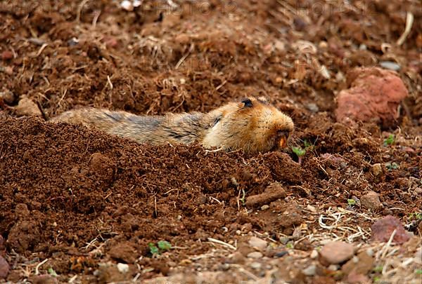 Big-headed mole rat