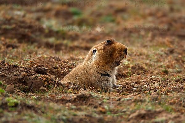Big-headed mole rat