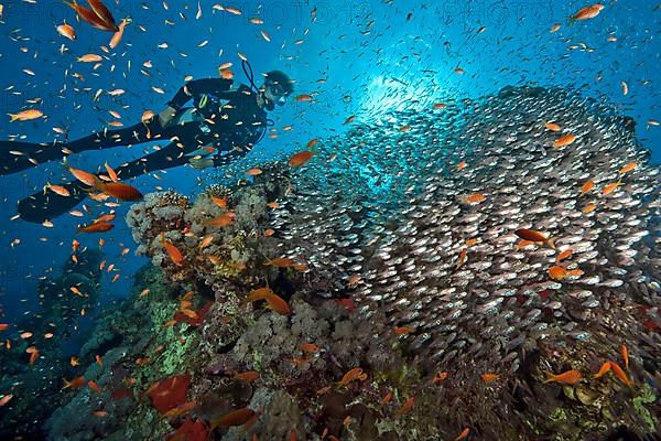 Diver and school of sweeper and Lyretail anthias