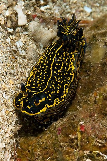 Magnificent star snail