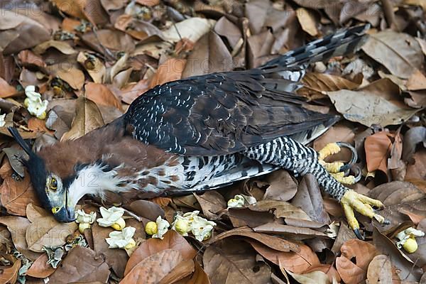 Ornate ornate hawk-eagle