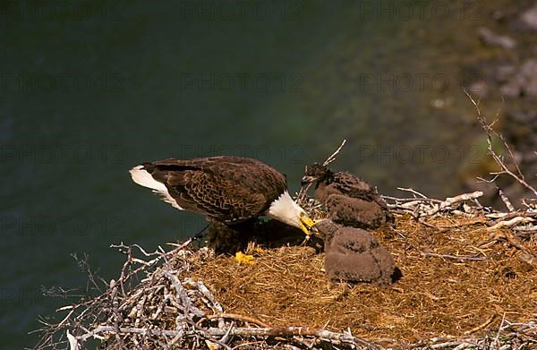Bald eagle