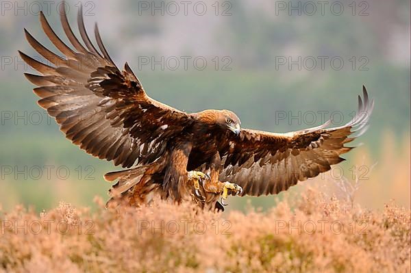 Golden eagle