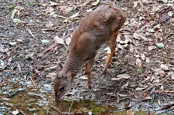 Blue duiker