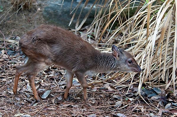 Blue duiker