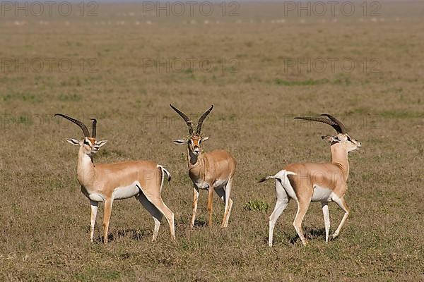 Grant's gazelle